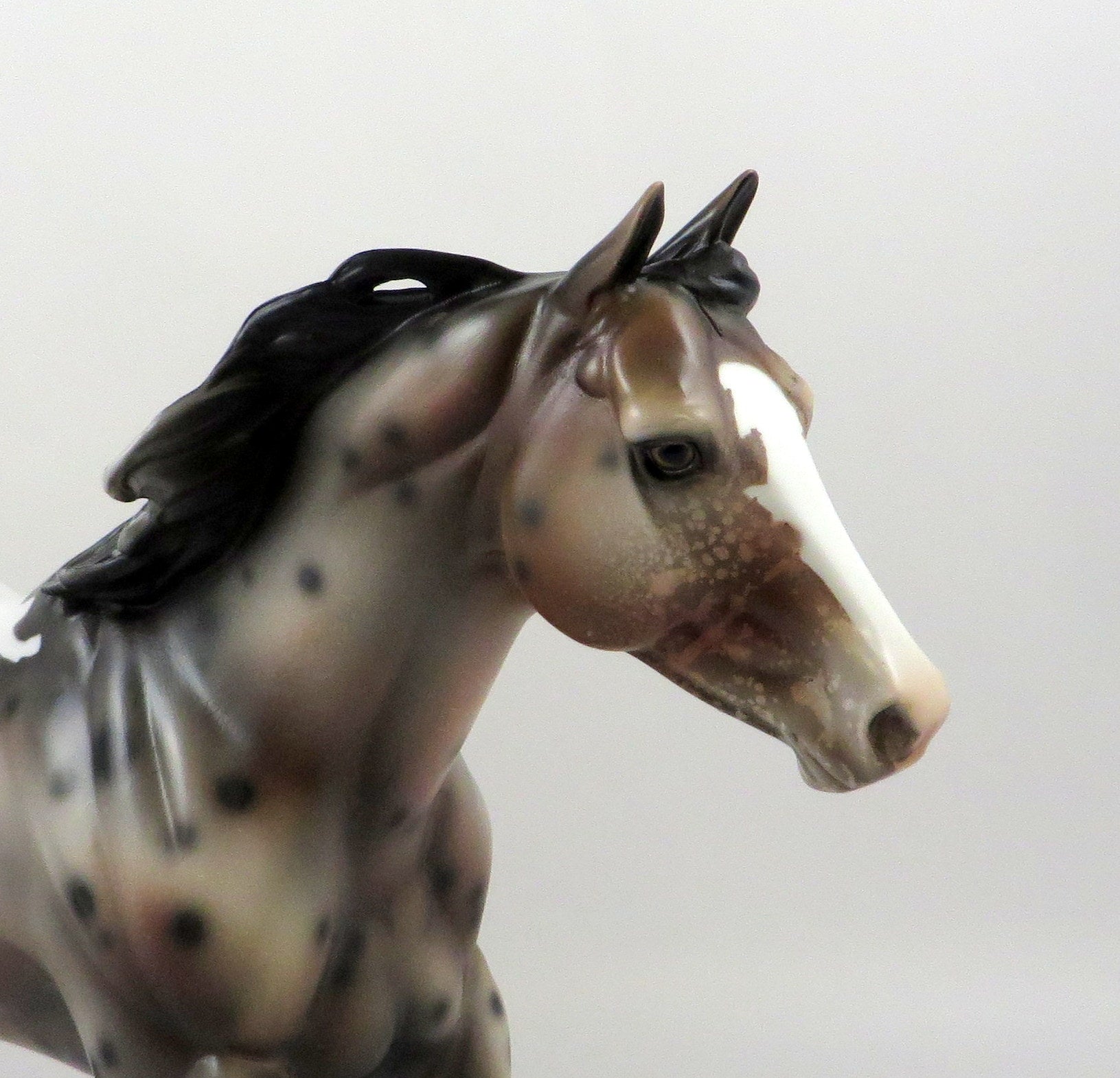POSSIBLY ME-OOAK SPOTTED BAY APPALOOSA FOUNDATION QUARTER HORSE 7/22