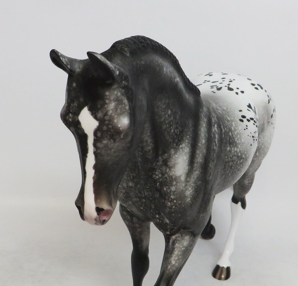 BLACK FRIDAY THANKFUL SPOTS-LE-10 APPALOOSA THOROUGHBRED