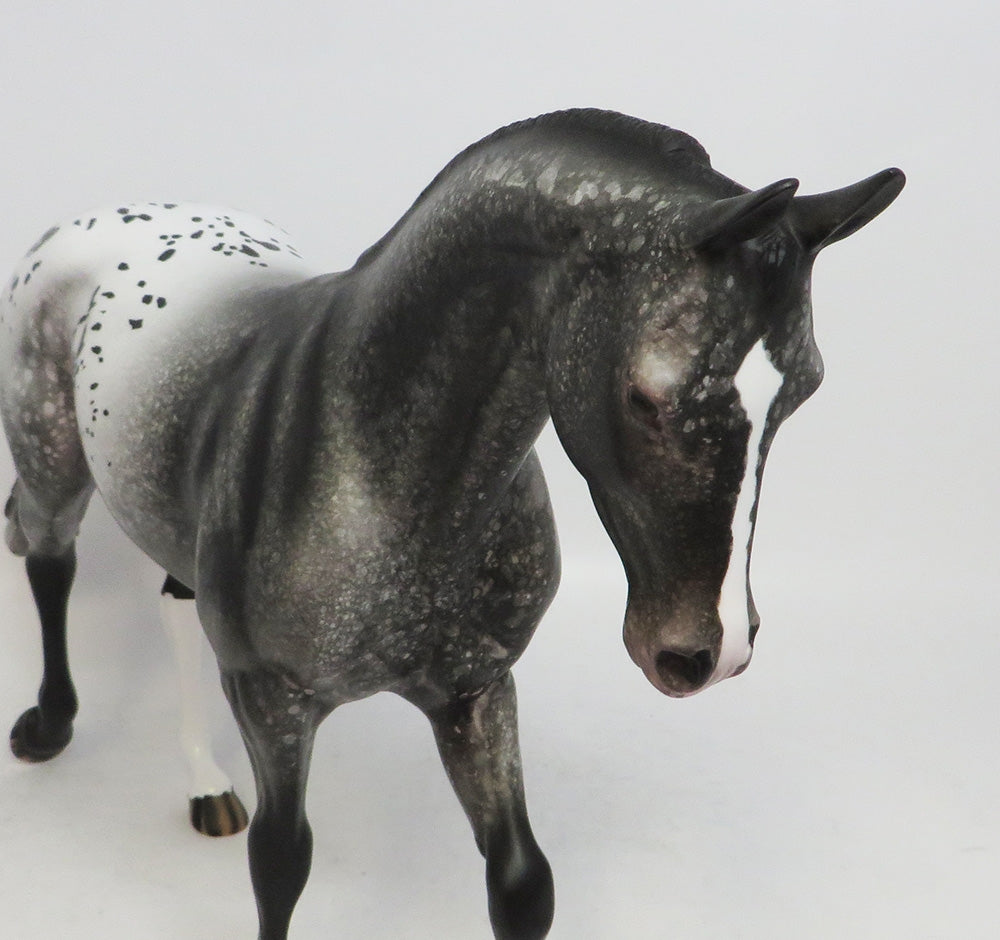 BLACK FRIDAY THANKFUL SPOTS-LE-10 APPALOOSA THOROUGHBRED