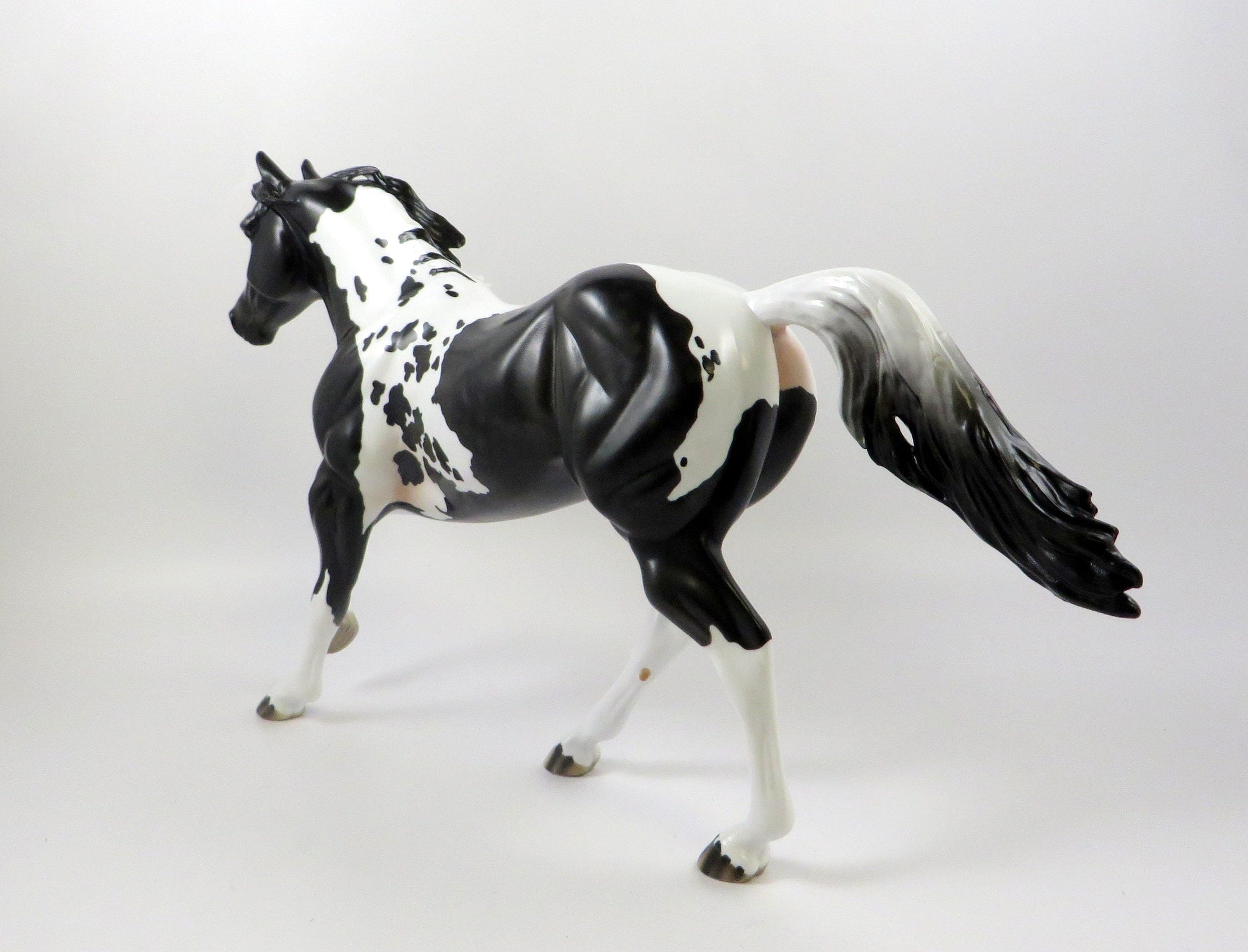 WHAT A WONDER - OOAK DAPPLE BLACK PAINT FOUNDATION QUARTER HORSE 7/24/19