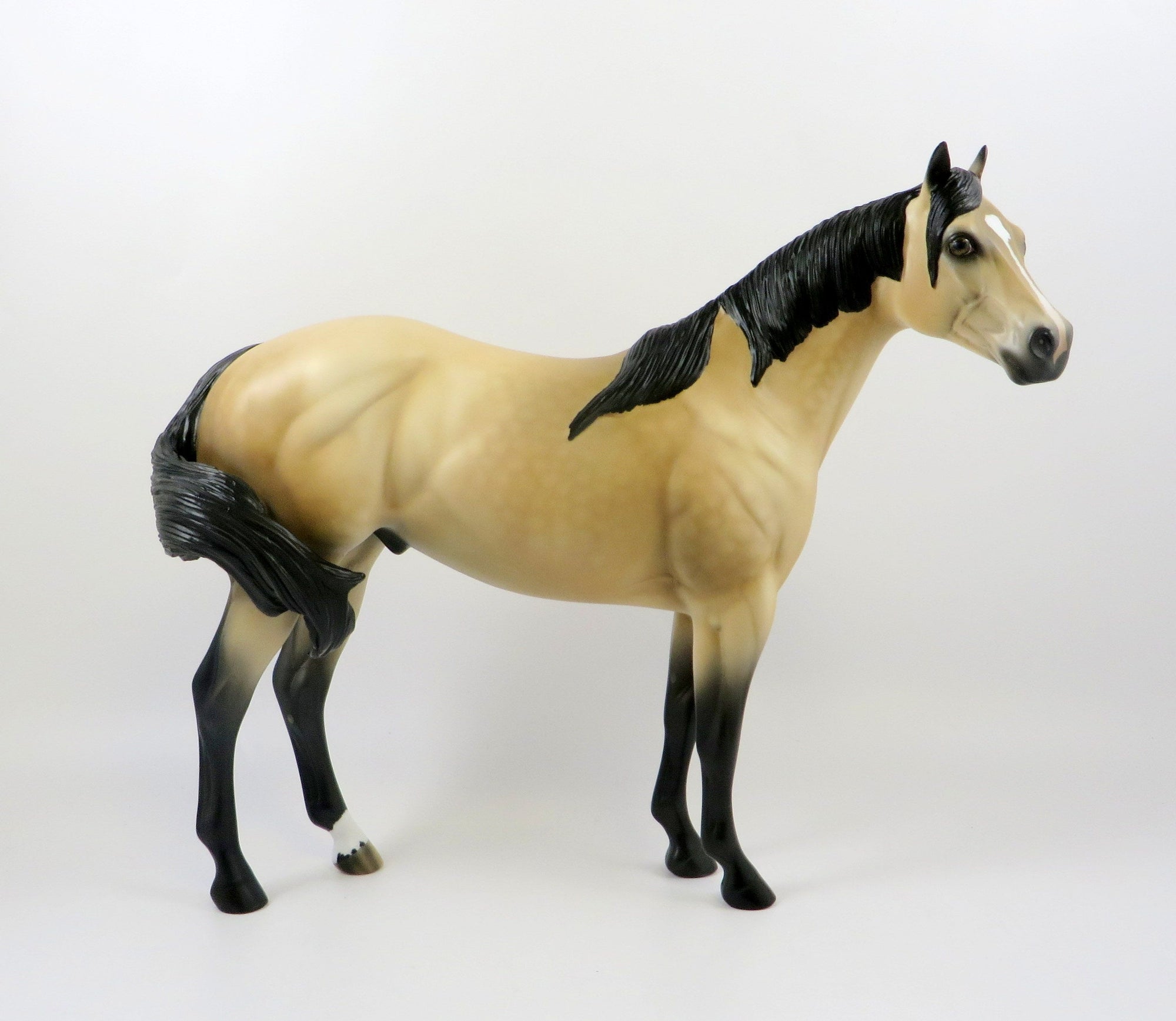 CASHMAN-OOAK DAPPLE BUCKSKIN ISH MODEL HORSE BY AUDREY DIXON 7/26/19