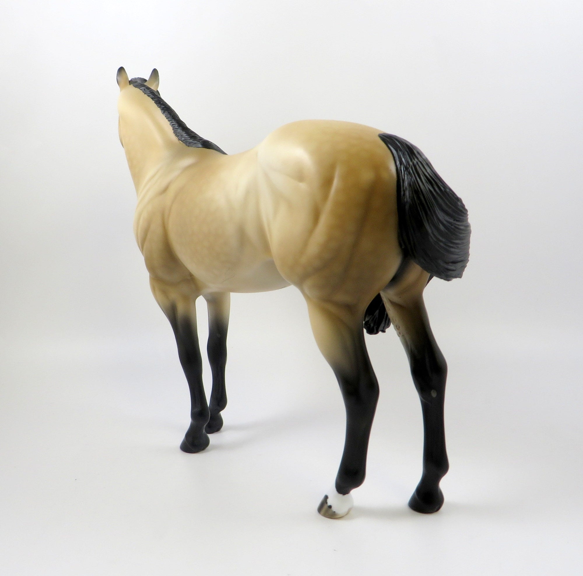CASHMAN-OOAK DAPPLE BUCKSKIN ISH MODEL HORSE BY AUDREY DIXON 7/26/19