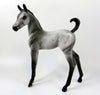appaloosa