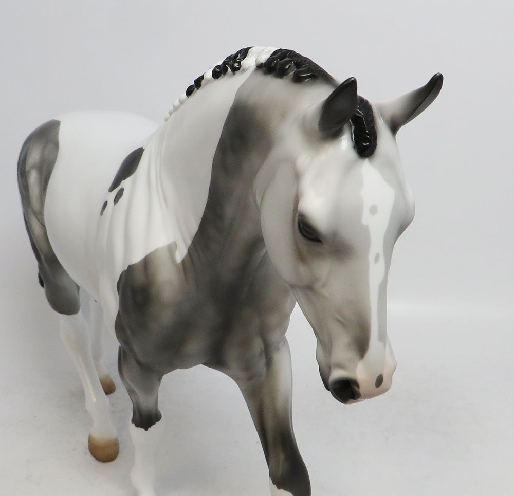 LUCIUS-LE-15 DAPPLE GREY PINTO IRISH DRAFT WHS 2018