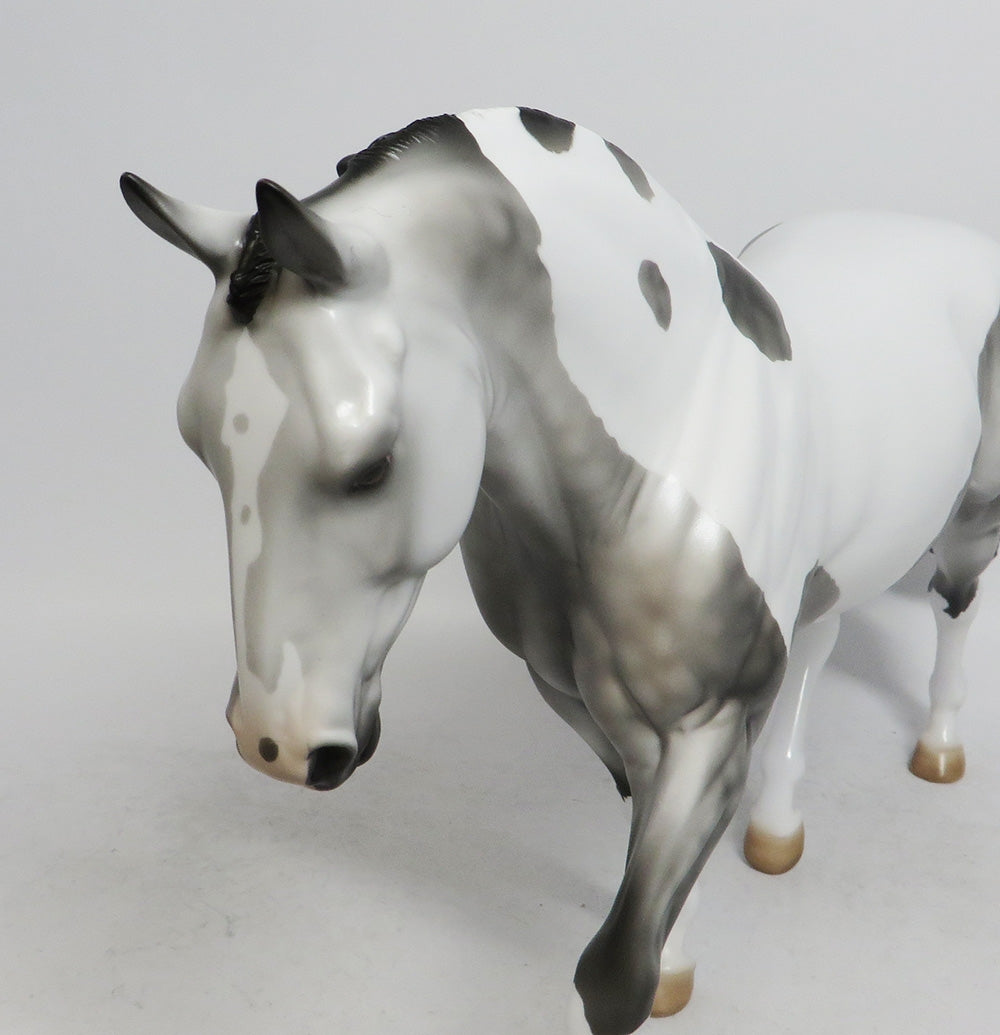 LUCIUS-LE-15 DAPPLE GREY PINTO IRISH DRAFT WHS 2018