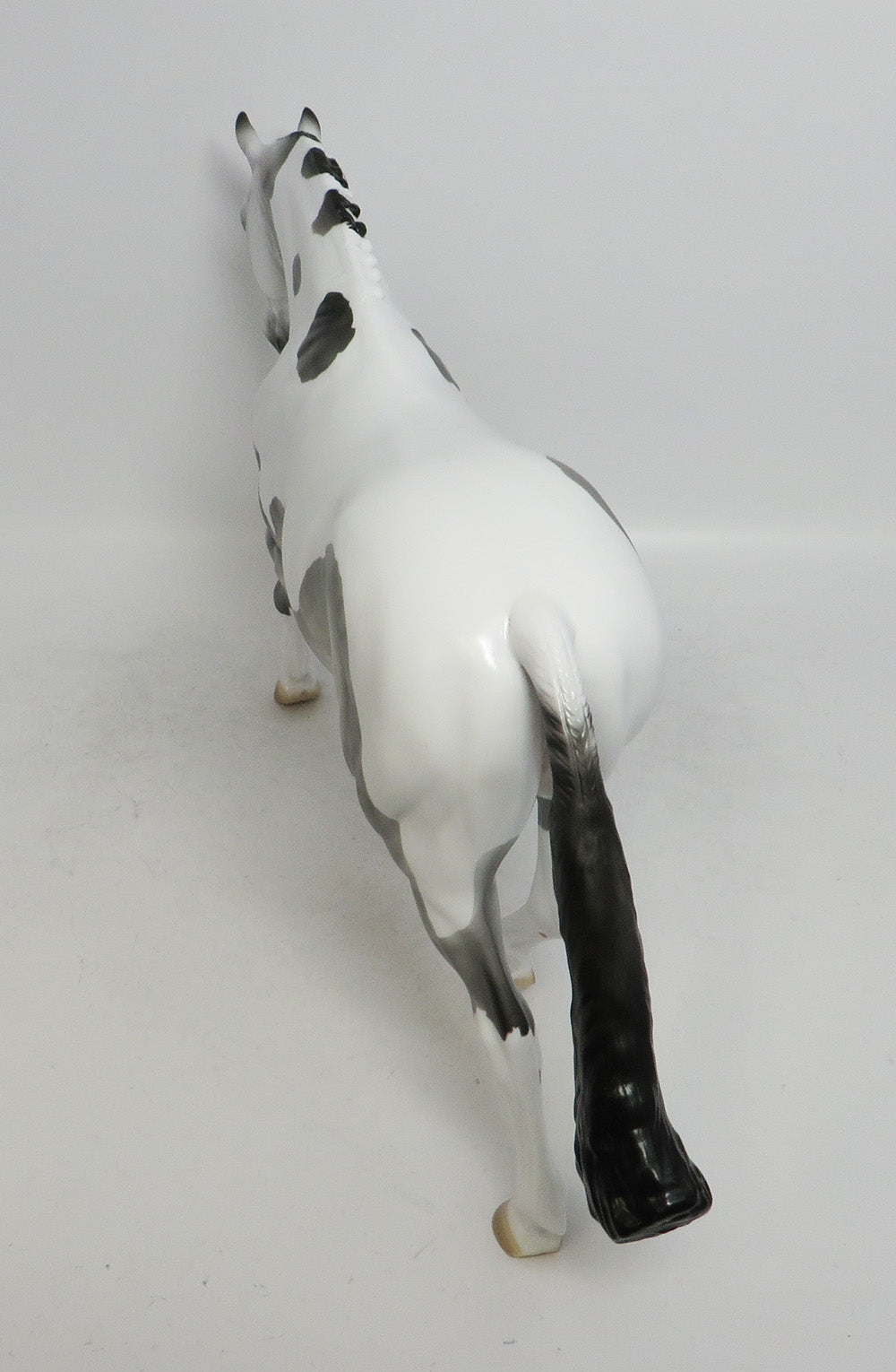 LUCIUS-LE-15 DAPPLE GREY PINTO IRISH DRAFT WHS 2018