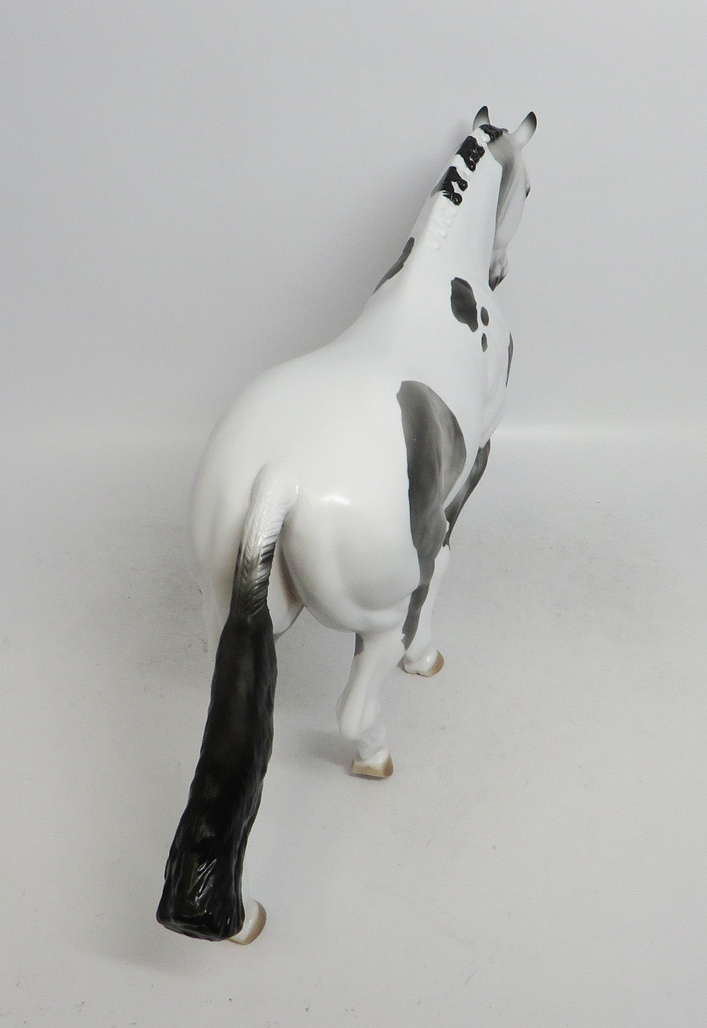 LUCIUS-LE-15 DAPPLE GREY PINTO IRISH DRAFT WHS 2018