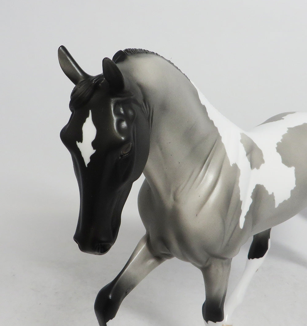 BUDDY THE ELF- OOAK BLUE ROAN TWH BY AUDREY DIXION EQ19