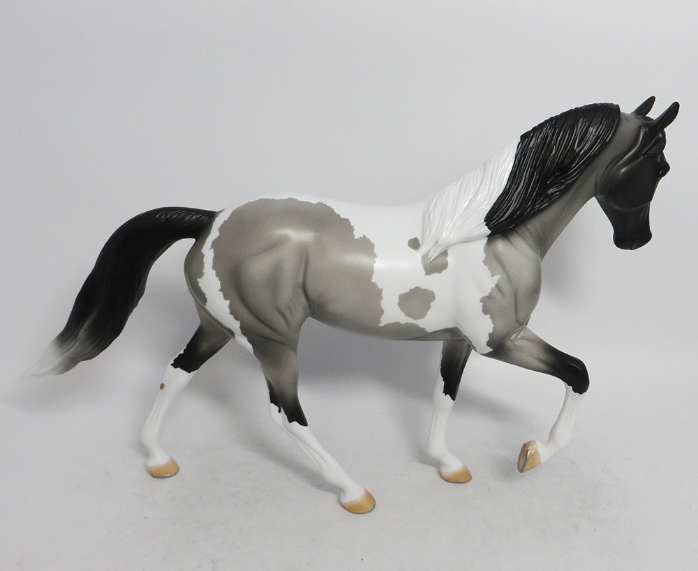 BUDDY THE ELF- OOAK BLUE ROAN TWH BY AUDREY DIXION EQ19