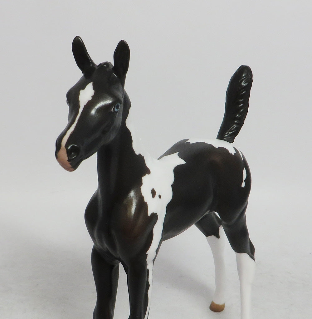 CUPID- OOAK BLACK TOBIANO BLUES EYES BY JULIE KEIM WHS 2018