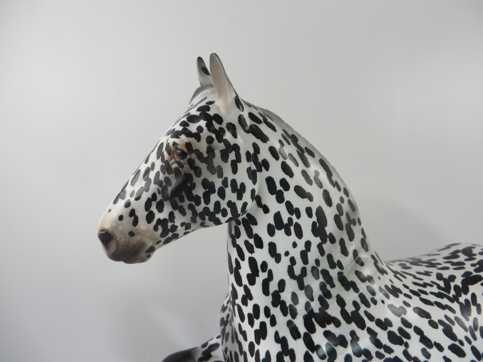 FOO FIGHTER - OOAK LEOPARD APPALOOSA TROTTING DRAFTER BY AUDREY DIXON PJ20