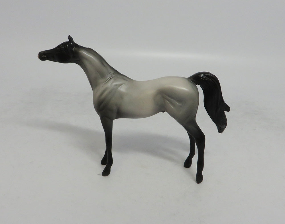 MISTICAL - OOAK GREY ARABIAN CHIP SHCF2018