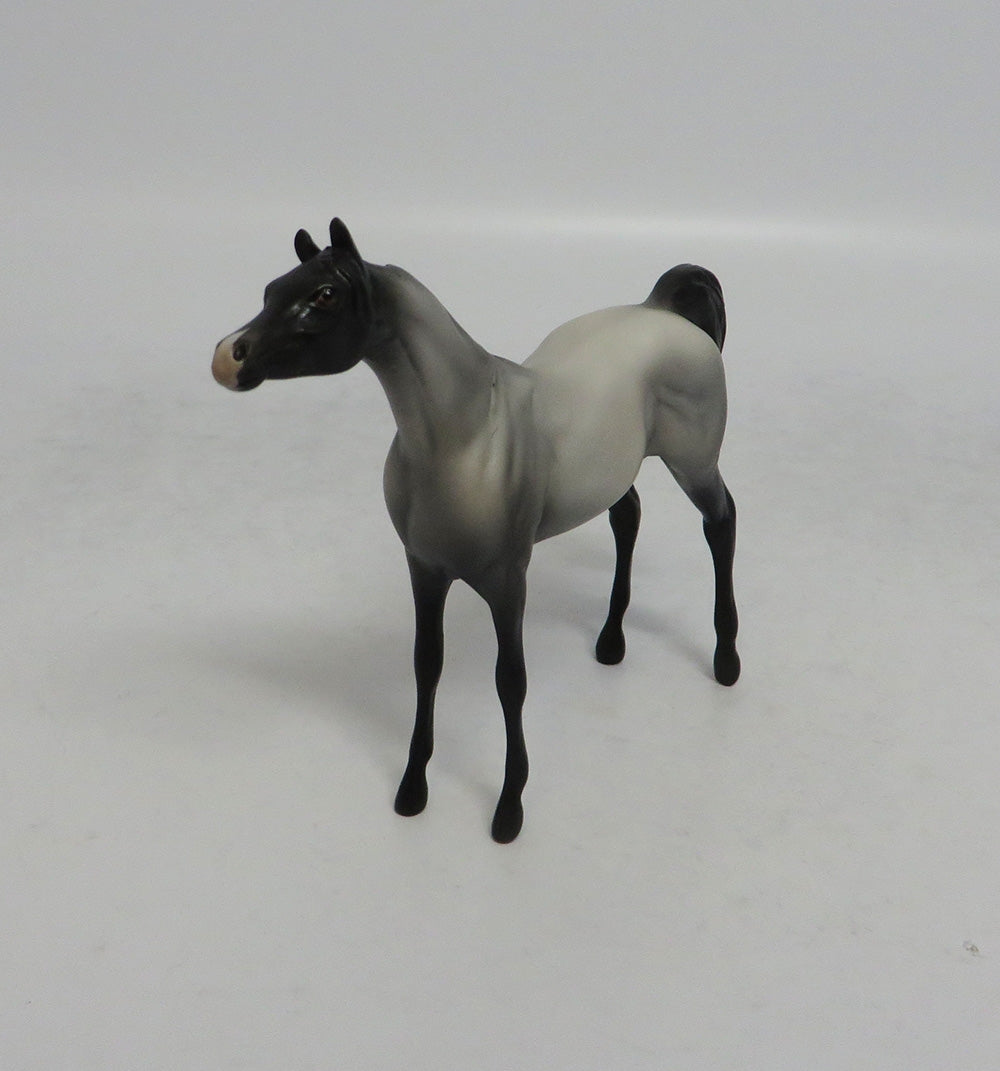 MISTICAL - OOAK GREY ARABIAN CHIP SHCF2018