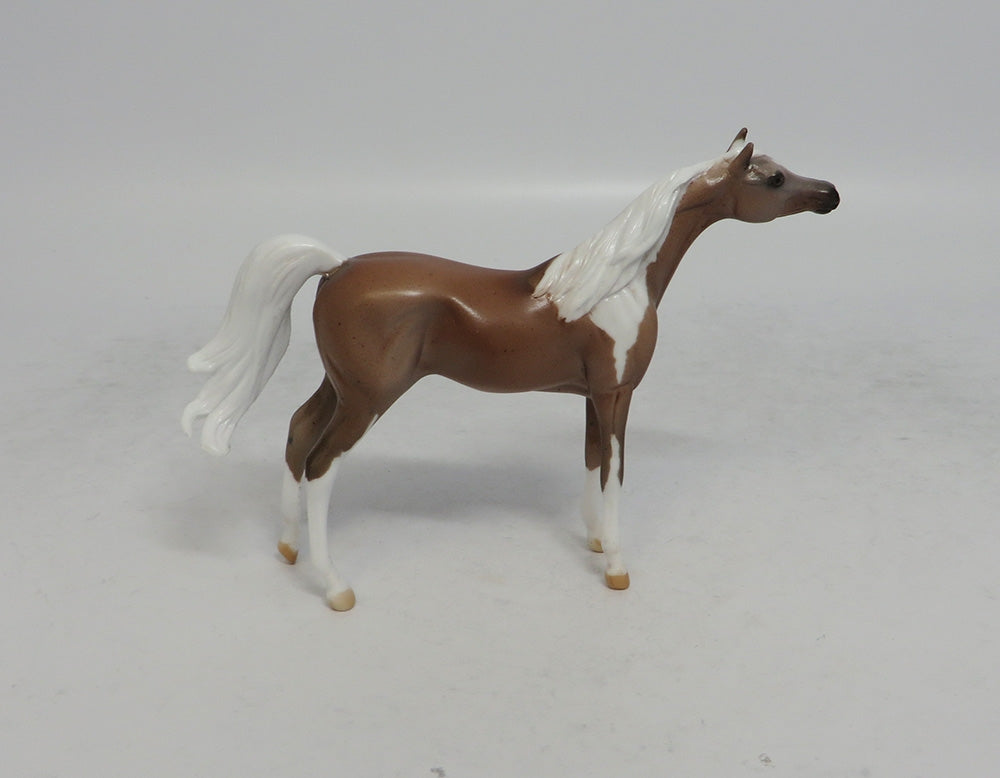 SAHARA - LE3 PINTO ROAN ARABIAN CHIP SHCF2018