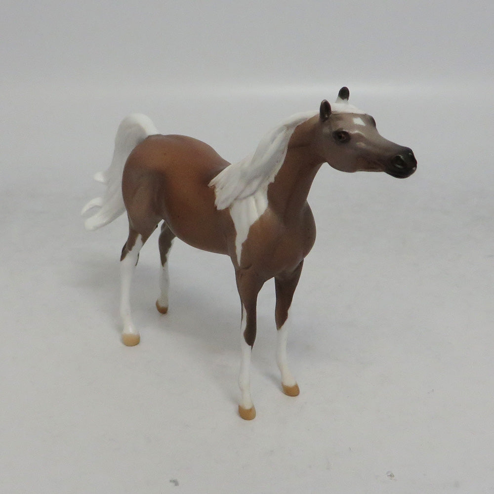 SAHARA - LE3 PINTO ROAN ARABIAN CHIP SHCF2018