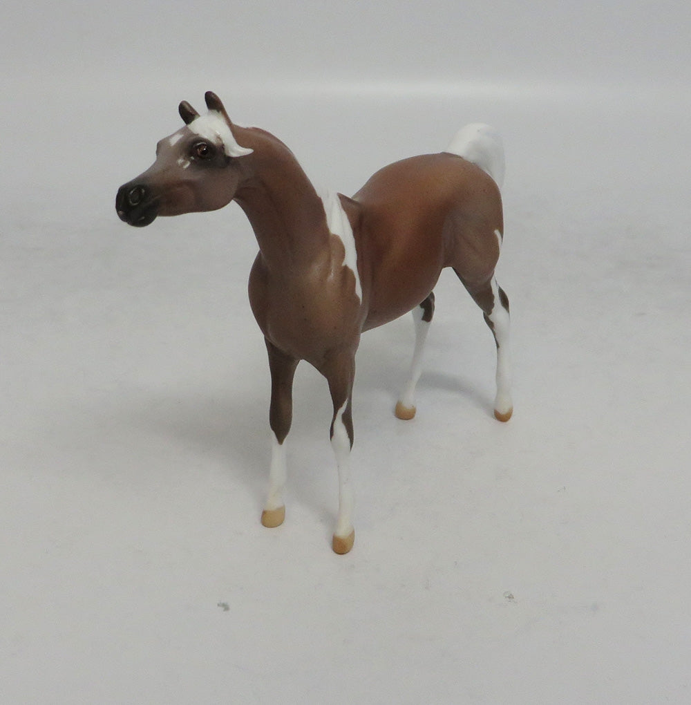 SAHARA - LE3 PINTO ROAN ARABIAN CHIP SHCF2018