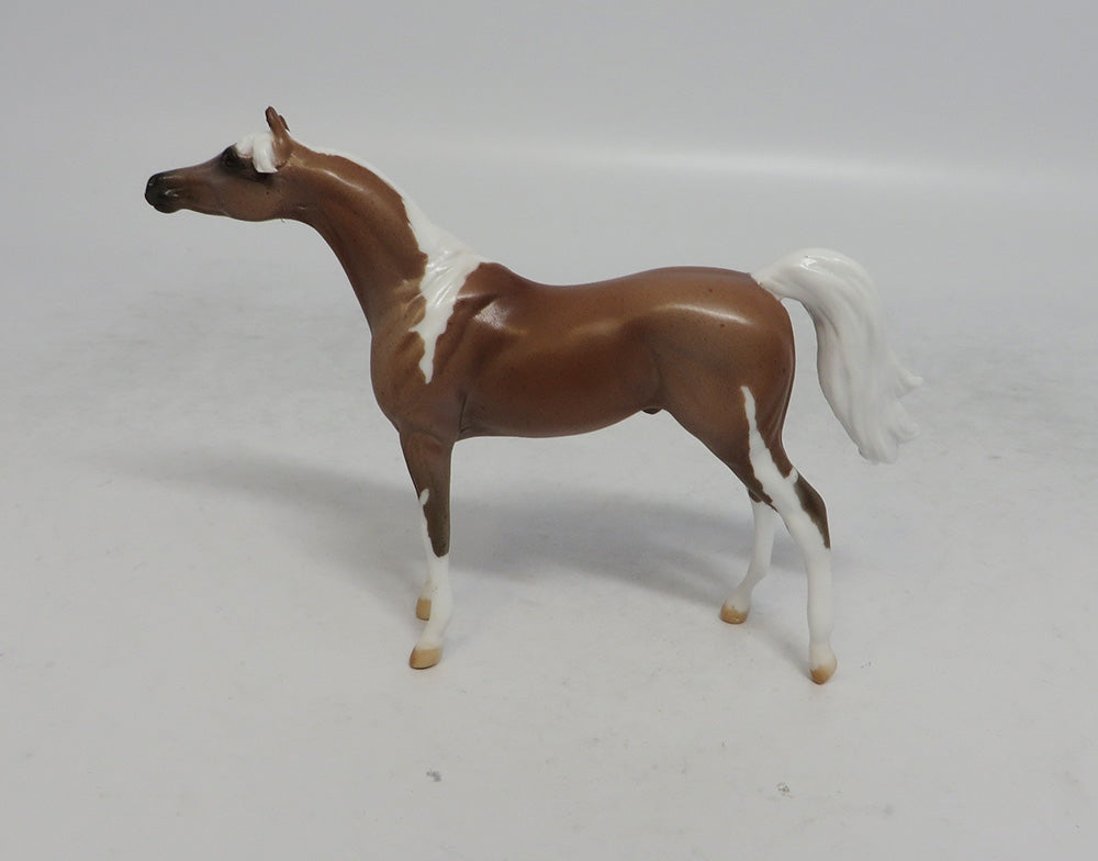 SAHARA - LE3 PINTO ROAN ARABIAN CHIP SHCF2018