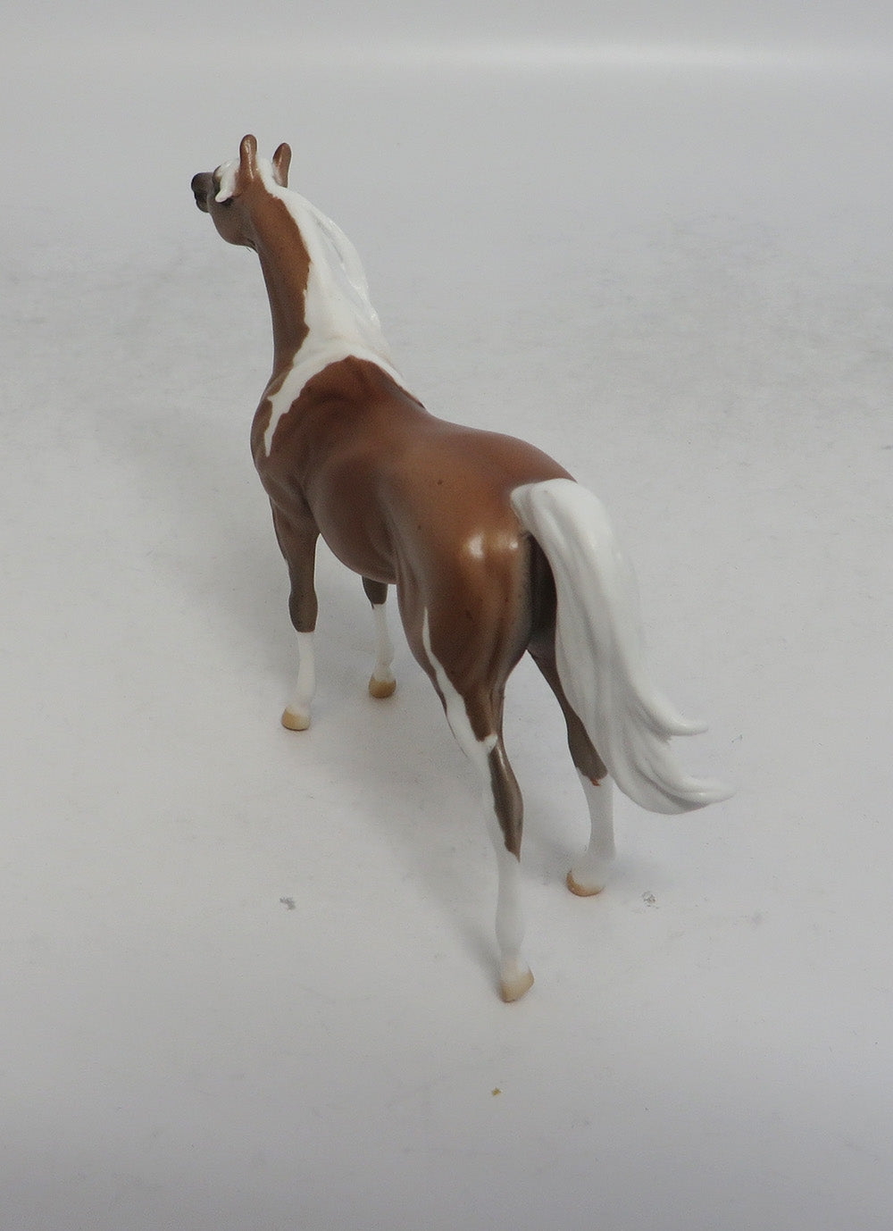 SAHARA - LE3 PINTO ROAN ARABIAN CHIP SHCF2018