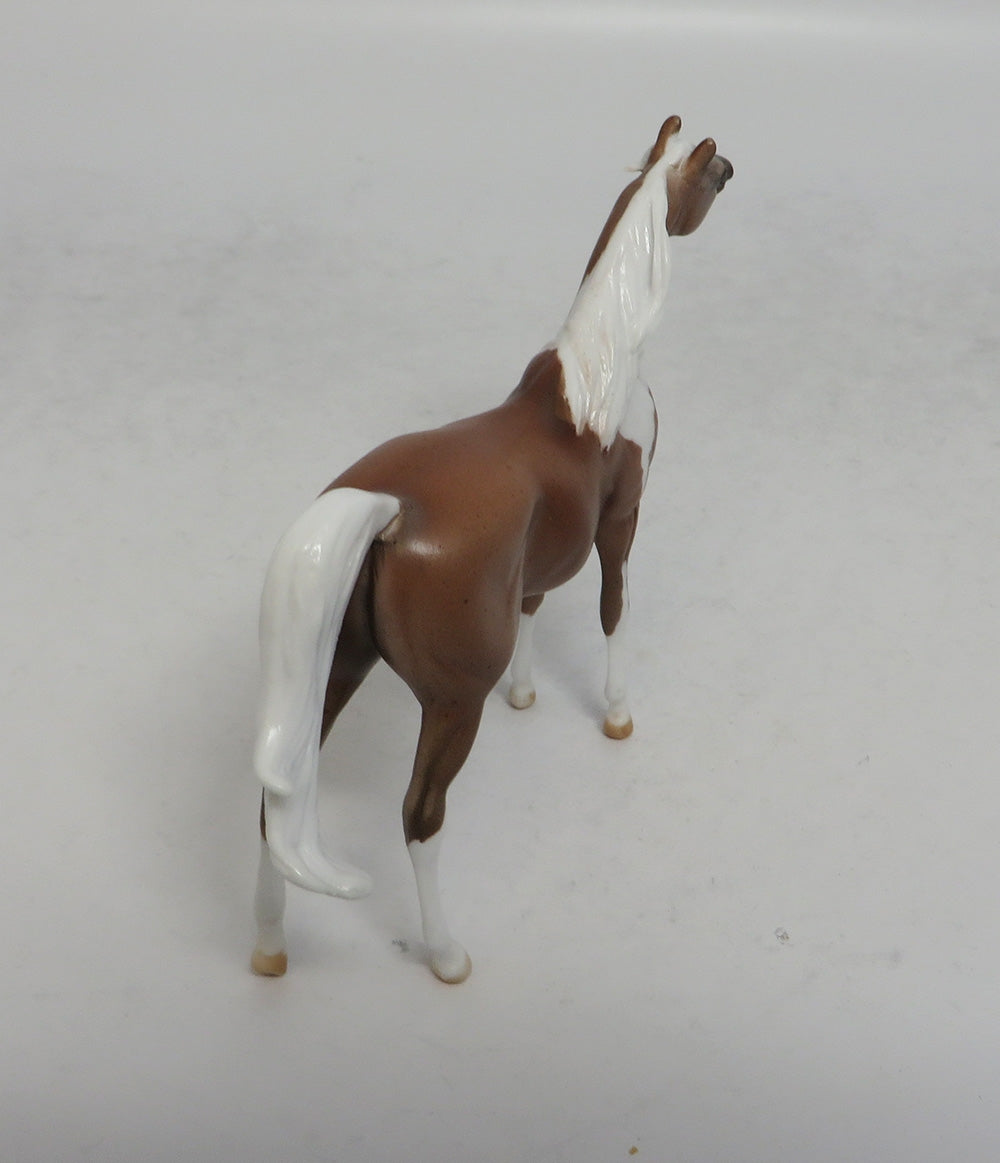 SAHARA - LE3 PINTO ROAN ARABIAN CHIP SHCF2018