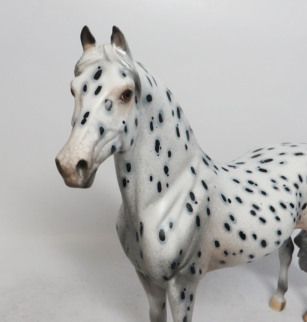 Nineteen Degrees - OOAK LEOPARD APPALOOSA MORGAN 12/7/2018