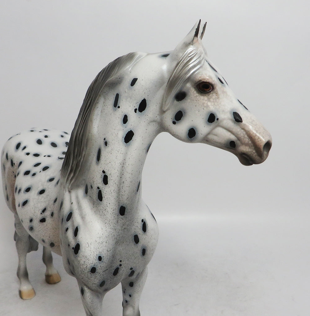 Nineteen Degrees - OOAK LEOPARD APPALOOSA MORGAN 12/7/2018