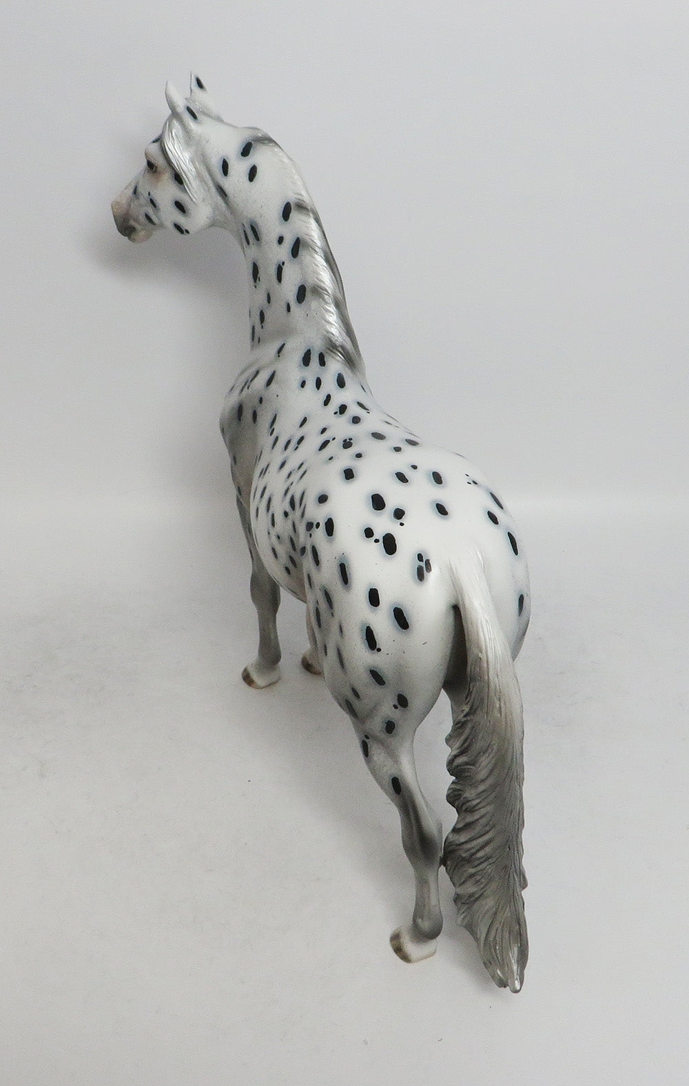 Nineteen Degrees - OOAK LEOPARD APPALOOSA MORGAN 12/7/2018