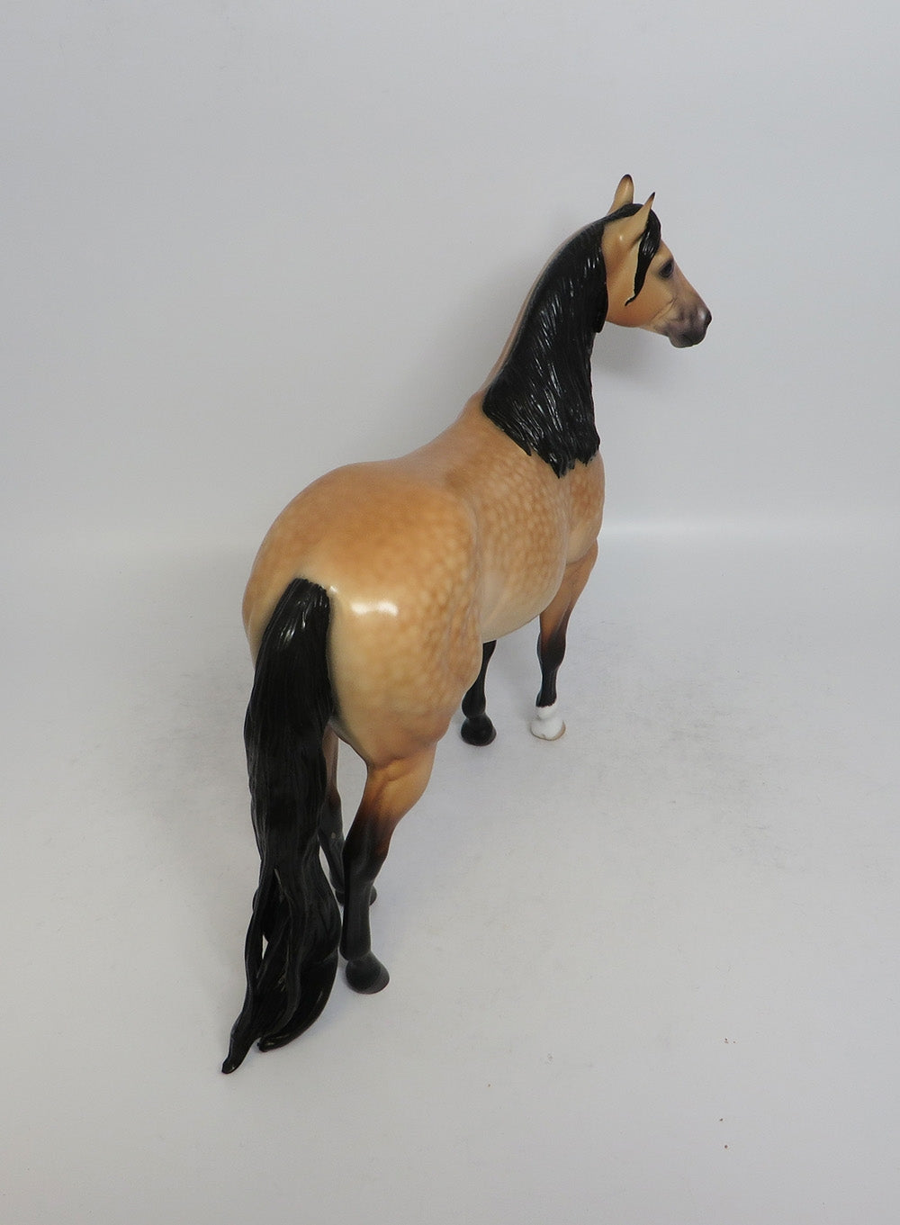 CABO-OOAK DAPPLE BUCKSKIN ISH MODEL HORSE BY CAROLINE BOYDSTON 5/17/18