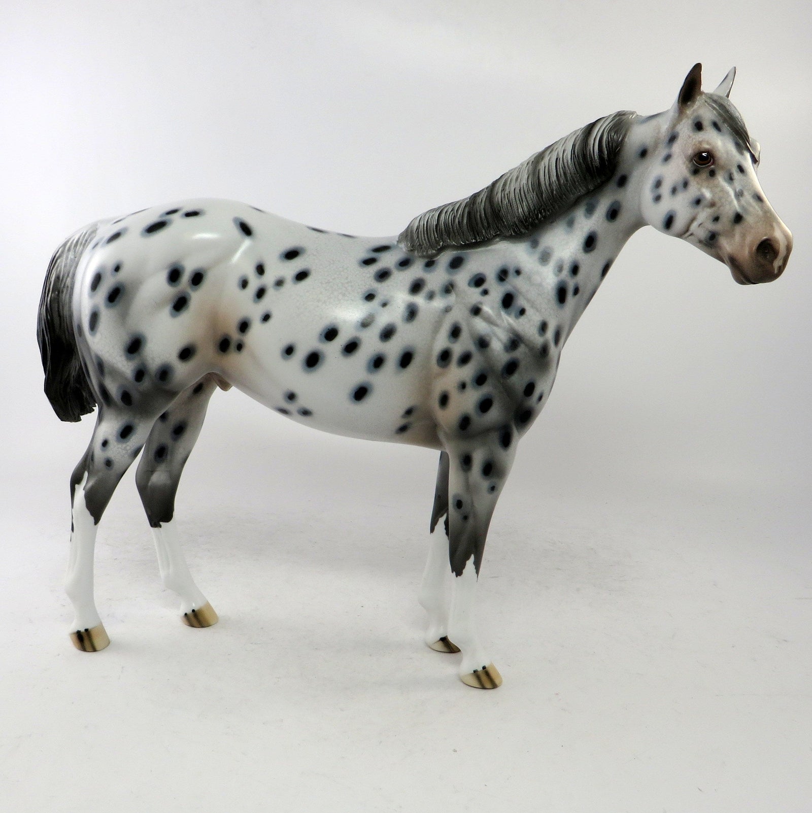 appaloosa