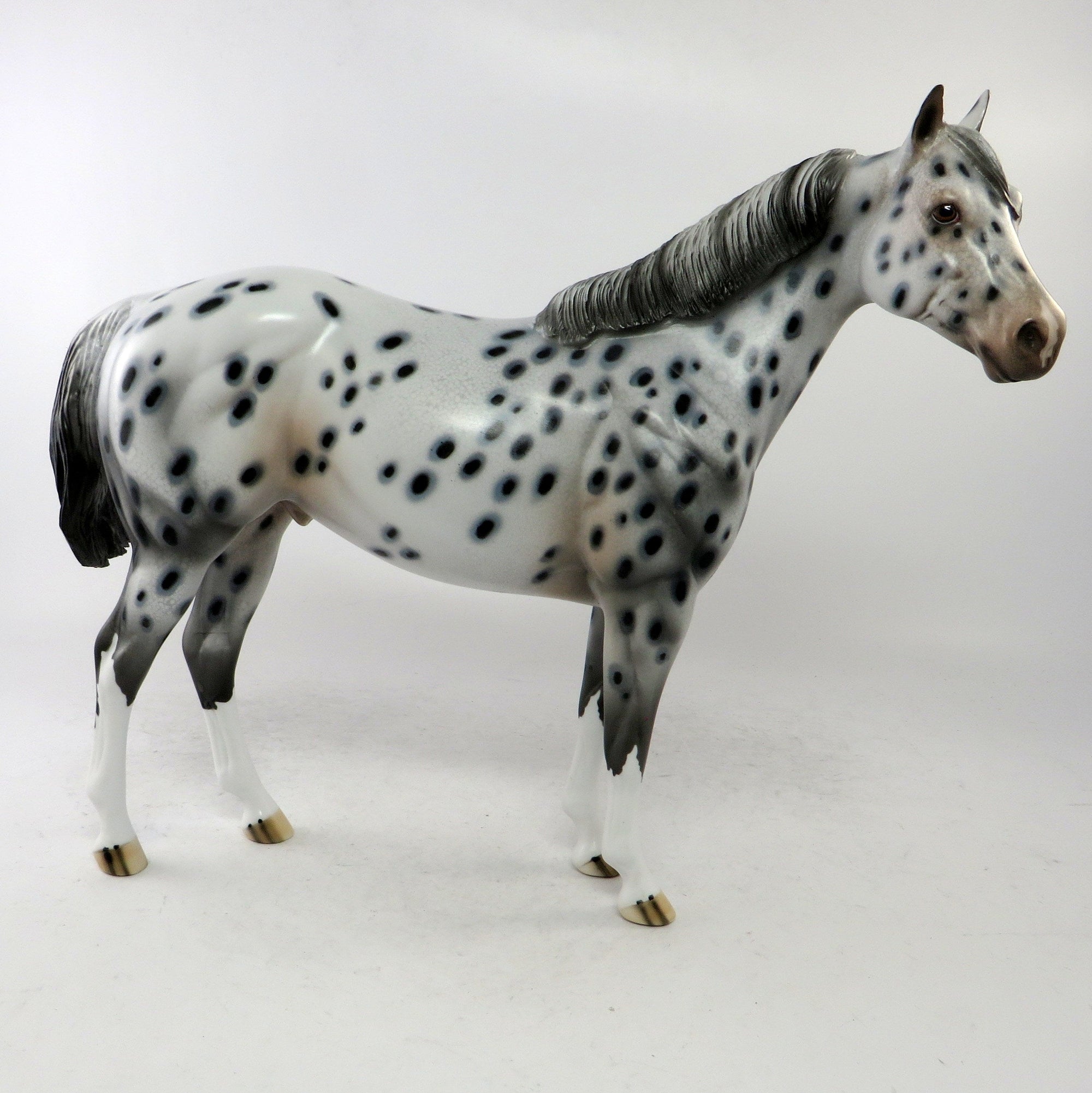 appaloosa