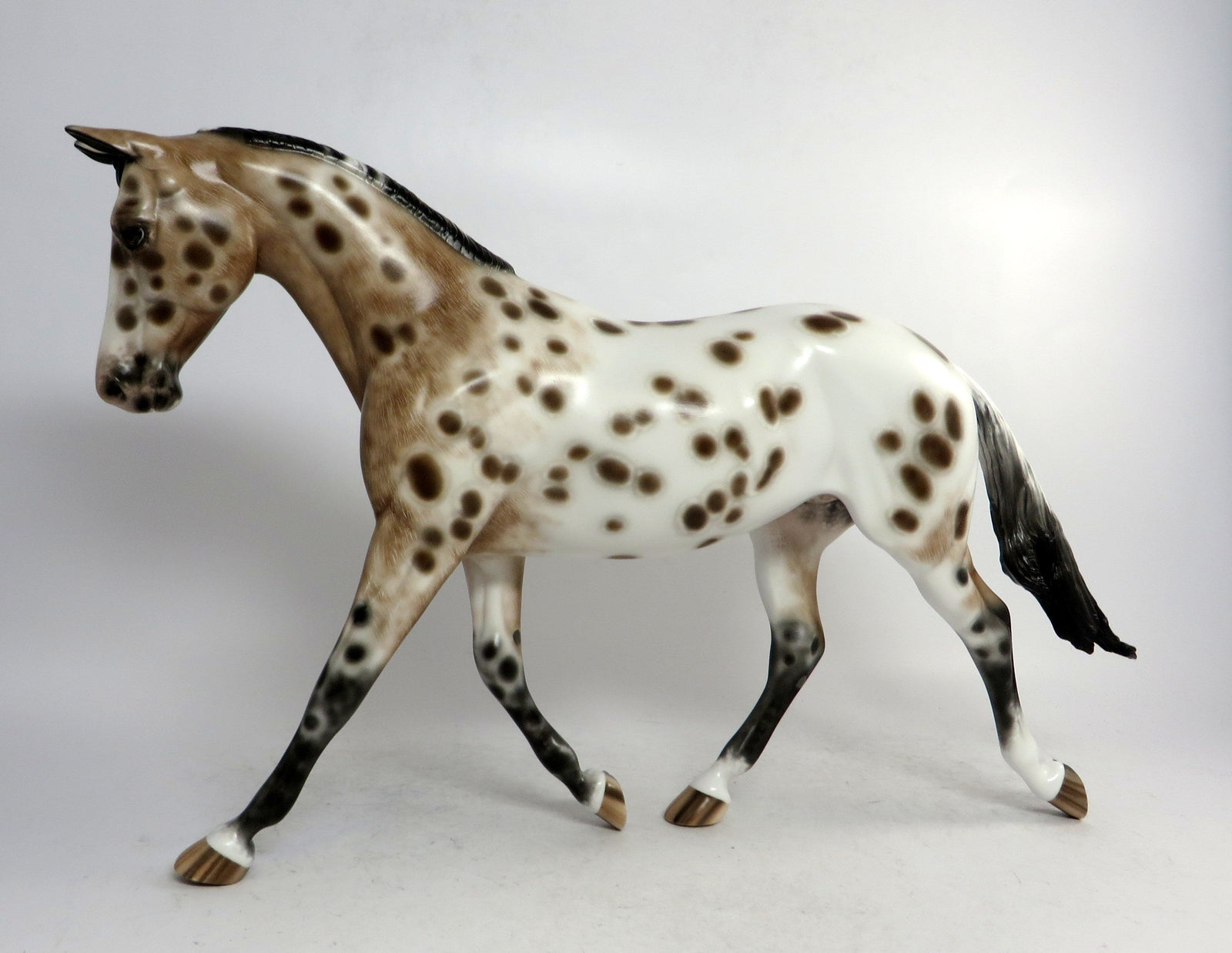 Appaloosa