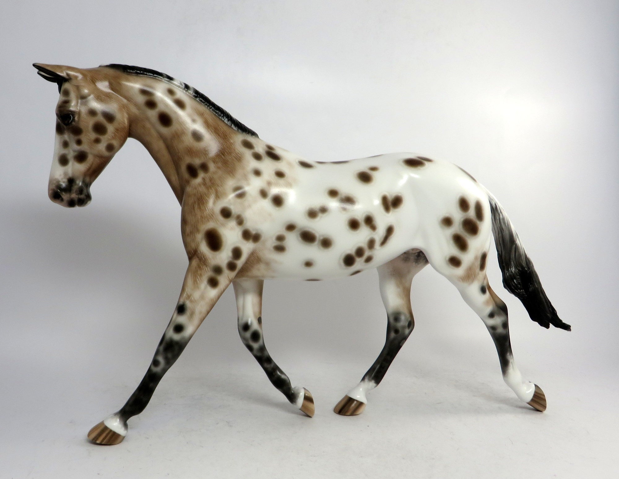 Appaloosa