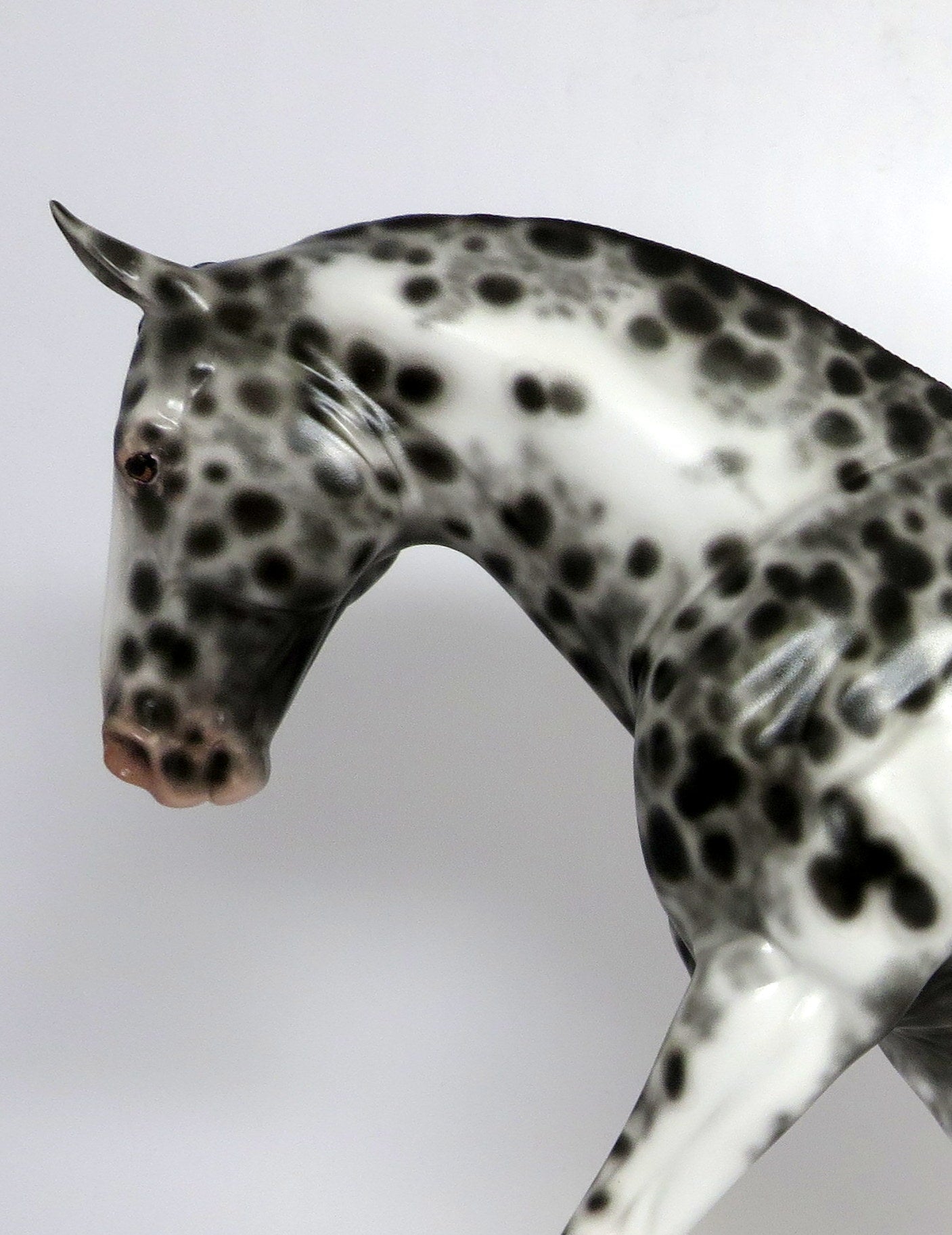 COME ON DOWN-OOAK BLACK APPALOOSA IRISH DRAFT MODEL HORSE BY SHERYL LEISURE 12/21/18