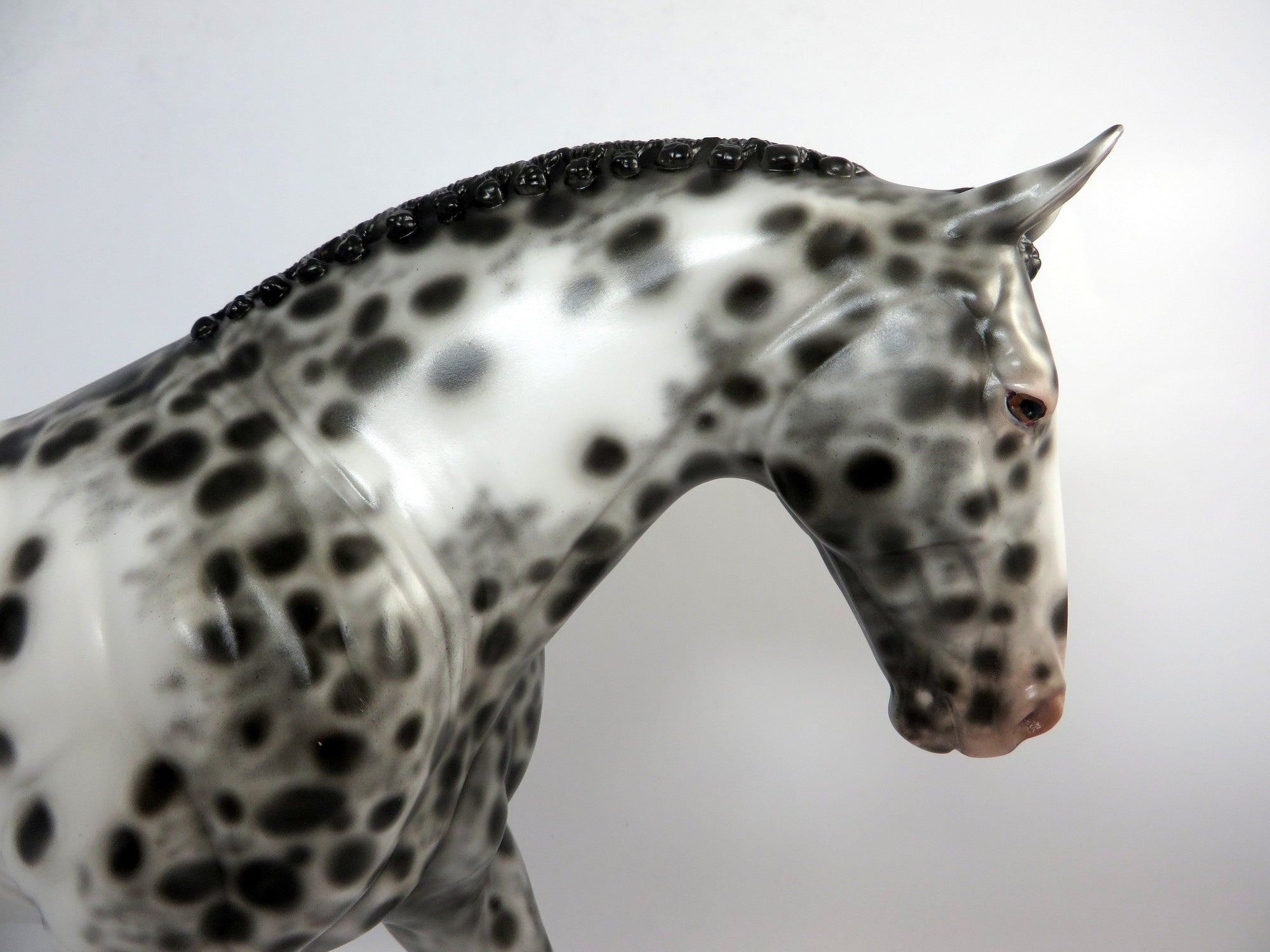 COME ON DOWN-OOAK BLACK APPALOOSA IRISH DRAFT MODEL HORSE BY SHERYL LEISURE 12/21/18
