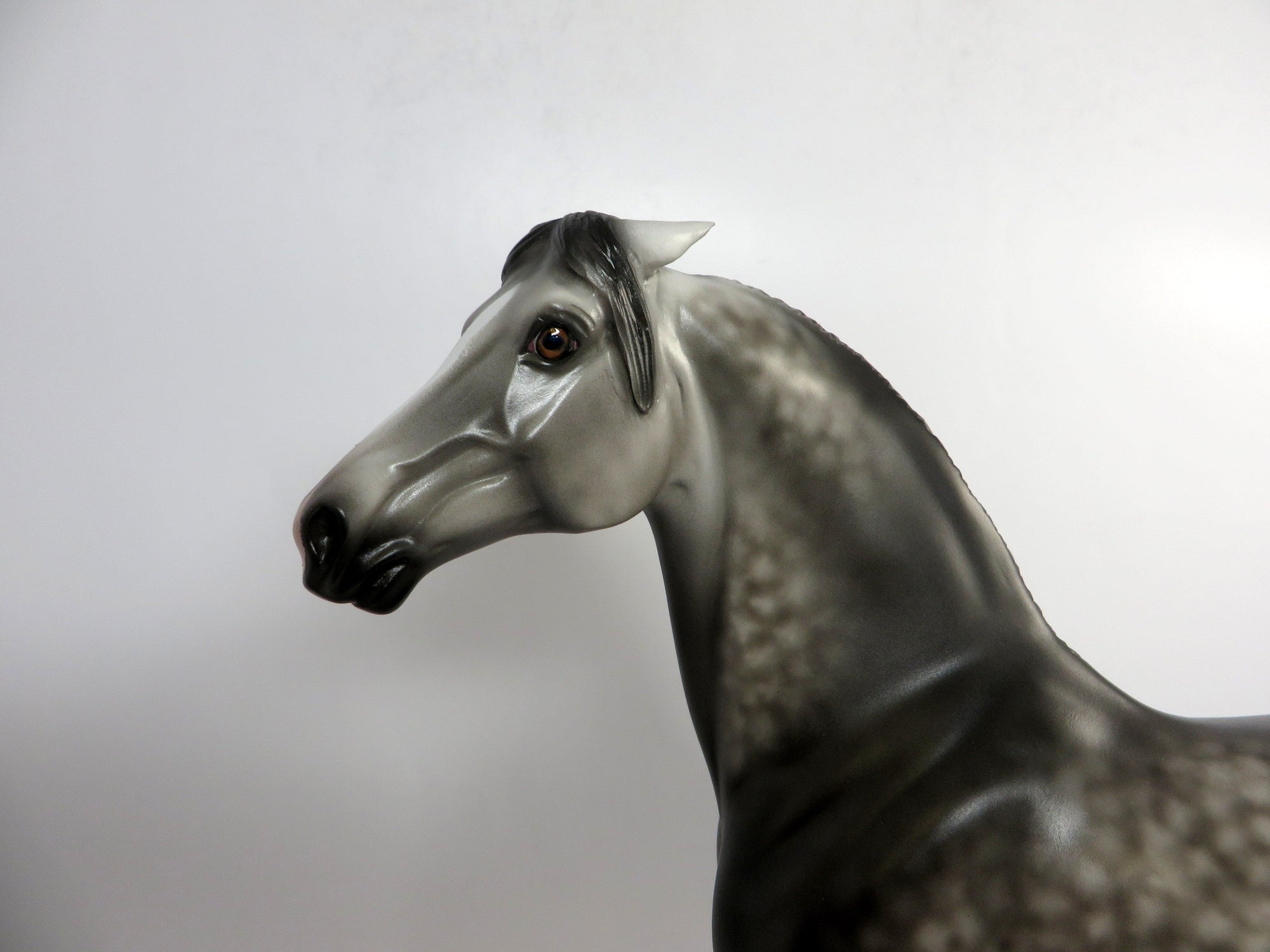 NO DEAL-OOAK STAR DAPPLE GREY PINNED EAR MORGAN BY SHERYL LEISURE 1/4/19