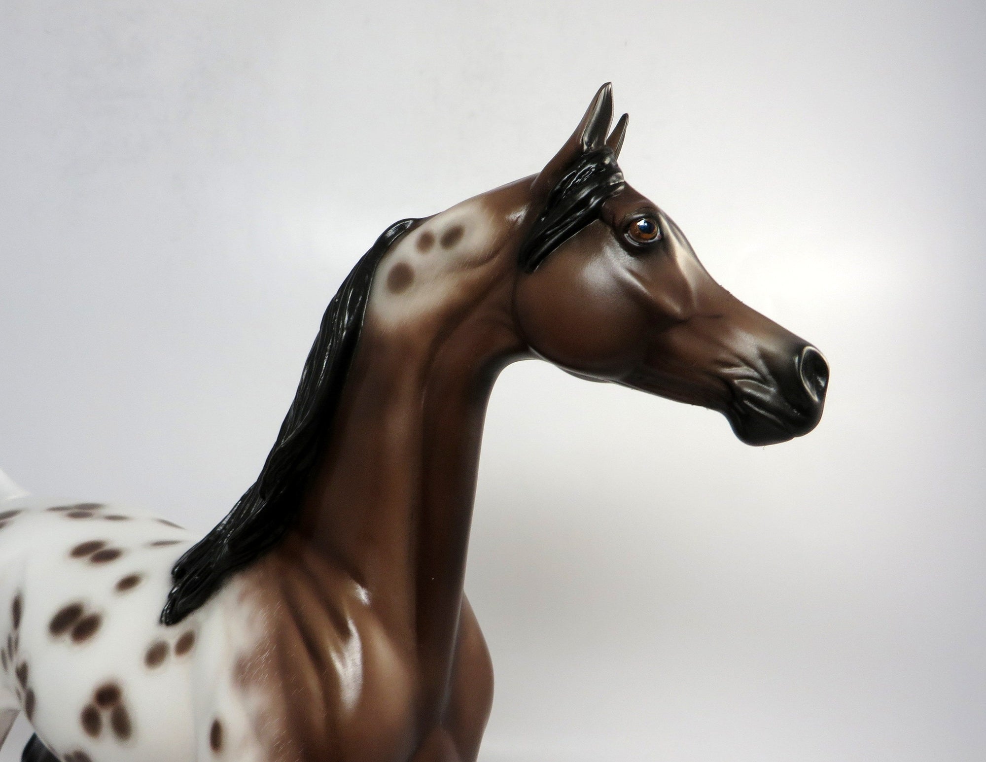 SURVEY SAYS-OOAK BAY APPALOOSA ARABIAN MODEL HORSE 12/21/18