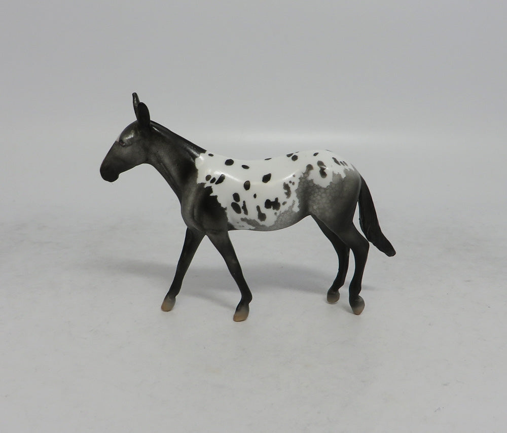 RHYTHMIC - OOAK APPALOOSA MULE CHIP SHCF2018