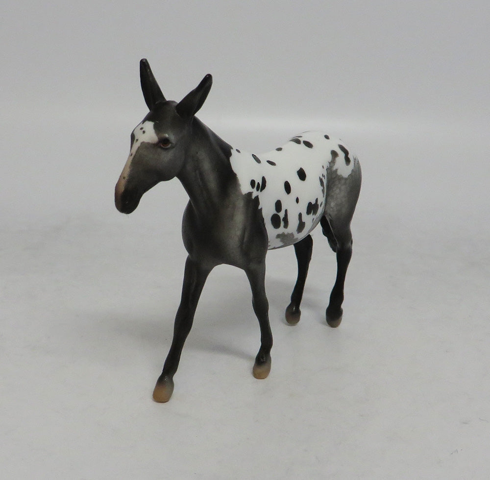 RHYTHMIC - OOAK APPALOOSA MULE CHIP SHCF2018