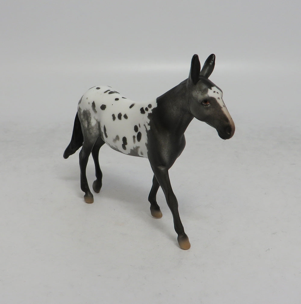 RHYTHMIC - OOAK APPALOOSA MULE CHIP SHCF2018