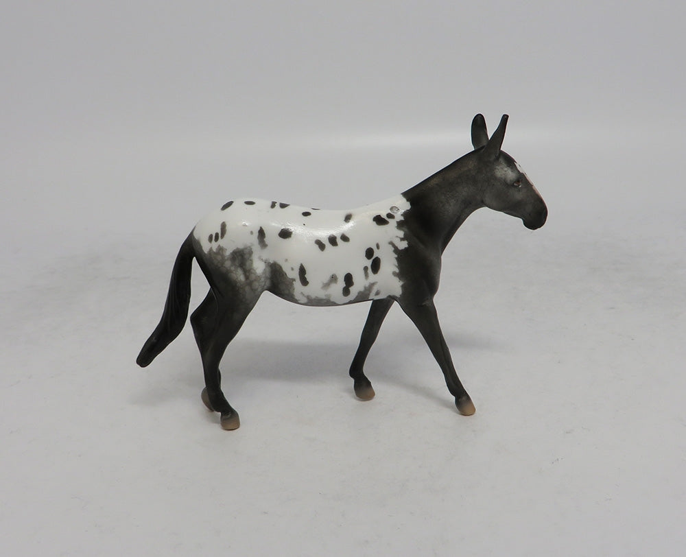 RHYTHMIC - OOAK APPALOOSA MULE CHIP SHCF2018