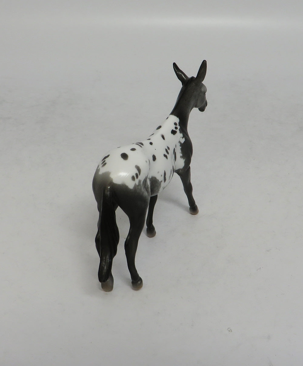 RHYTHMIC - OOAK APPALOOSA MULE CHIP SHCF2018