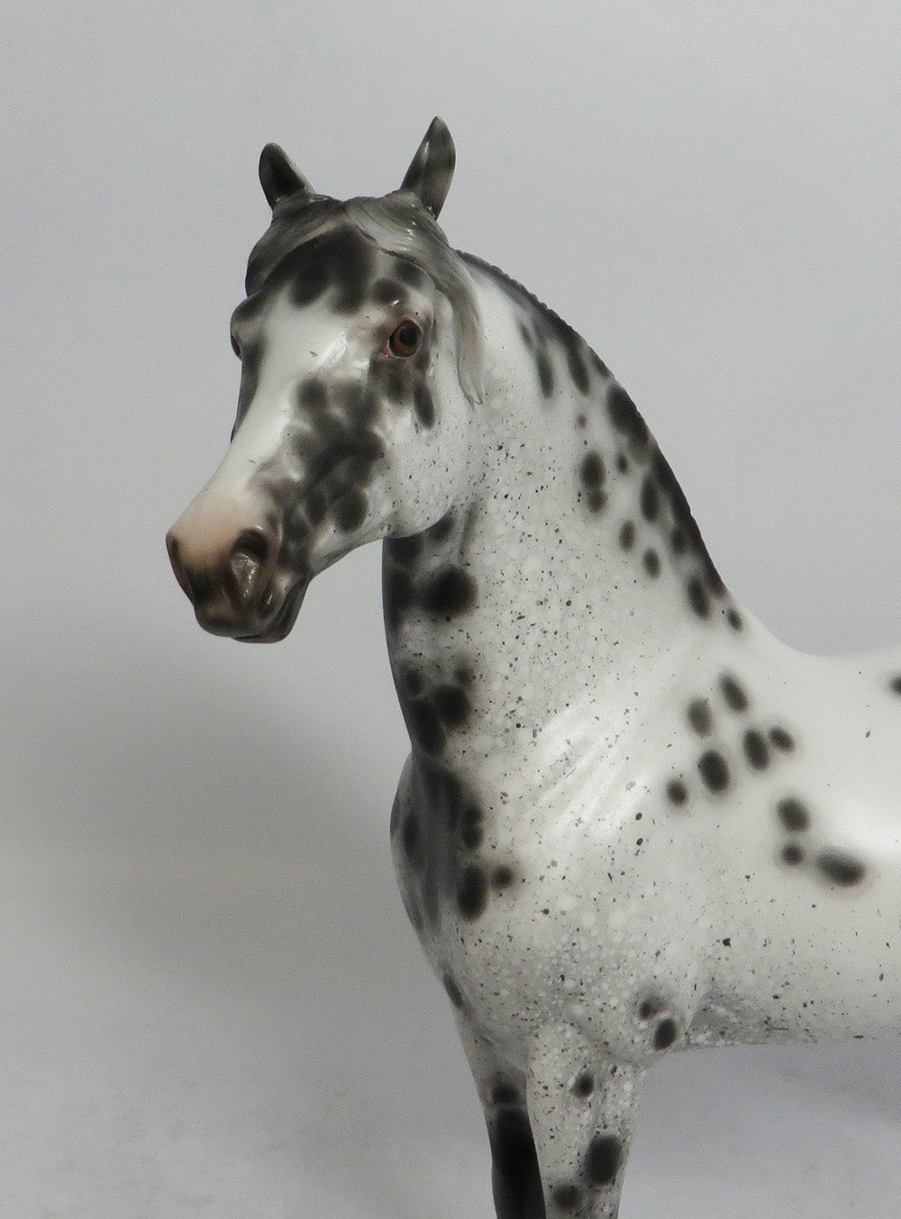 OKLAHOMA HELLO - OOAK BLACK APPALOOSA MORGAN MODEL HORSE BY SHERYL LEISURE SHCF2018