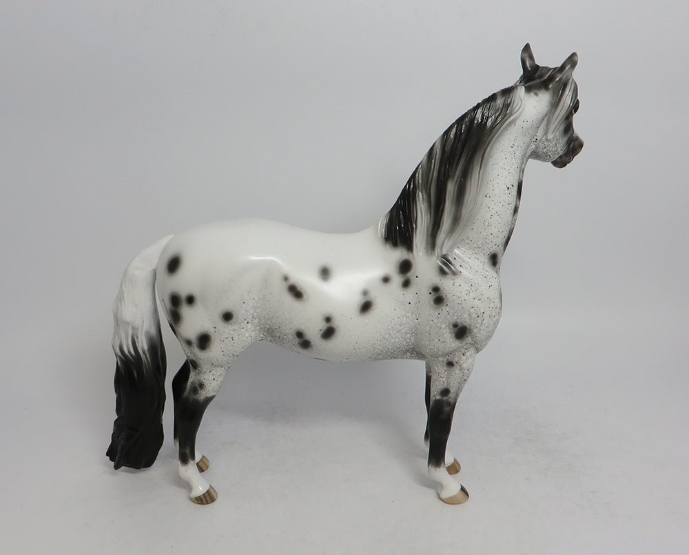 OKLAHOMA HELLO - OOAK BLACK APPALOOSA MORGAN MODEL HORSE BY SHERYL LEISURE SHCF2018