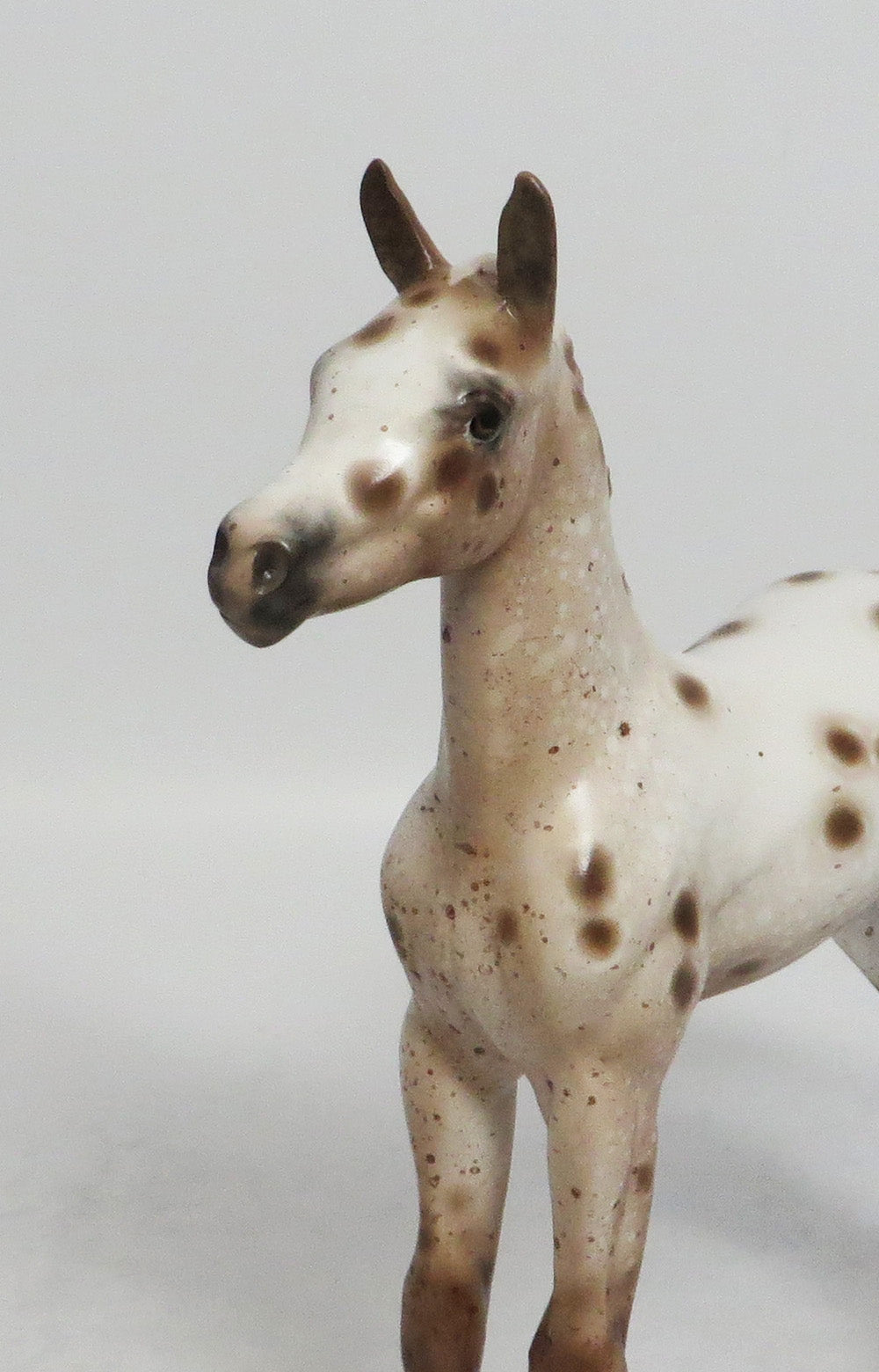 RANCHERS GAL - OOAK CHESTNUT APPALOOSA FOAL MODEL HORSE BY SHERYL LEISURE SHCF2018