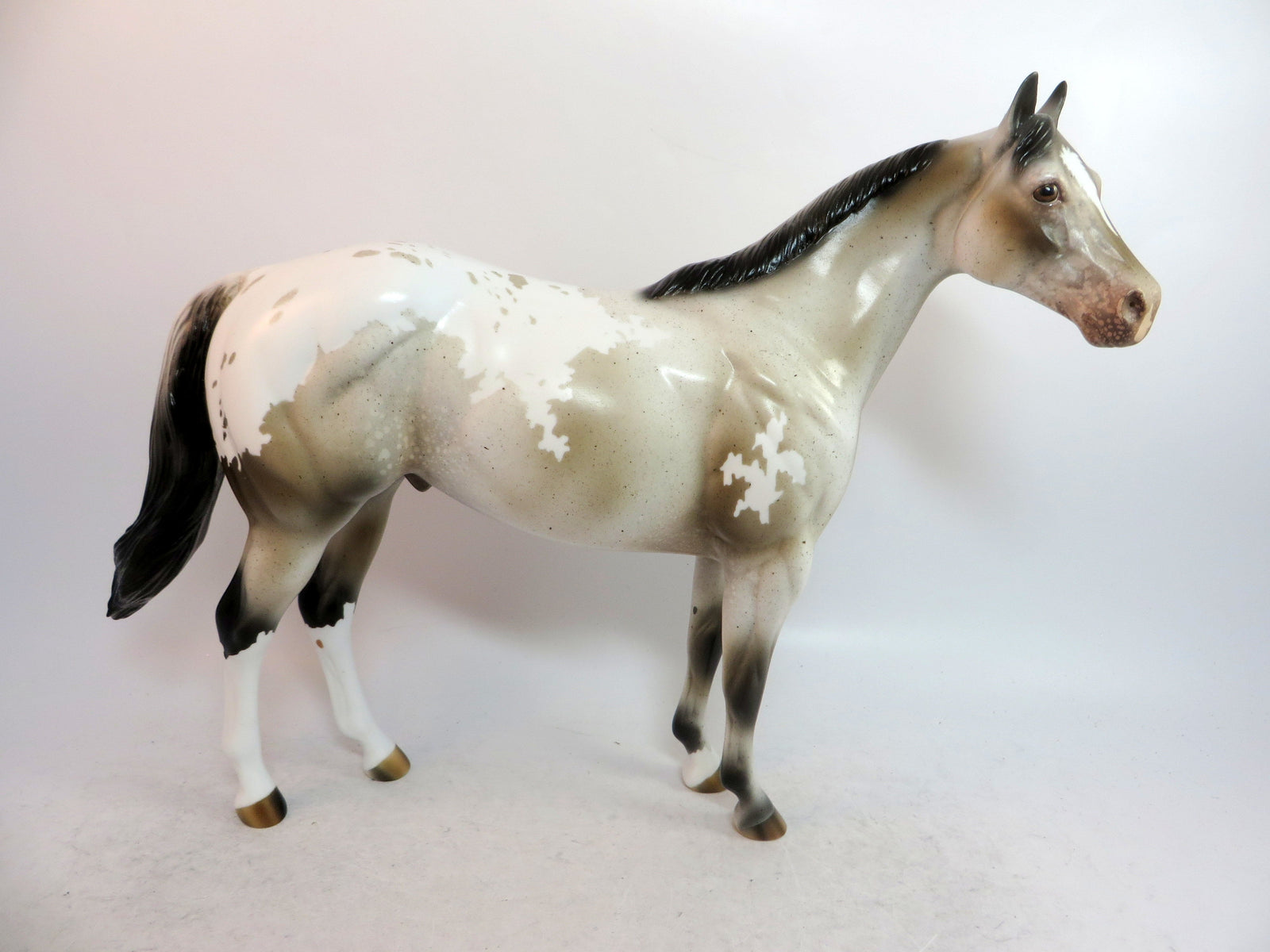 appaloosa