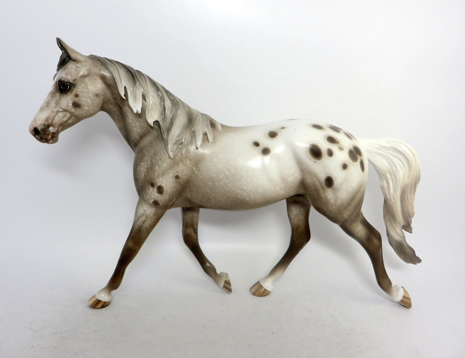 Chestnut appaloosa 