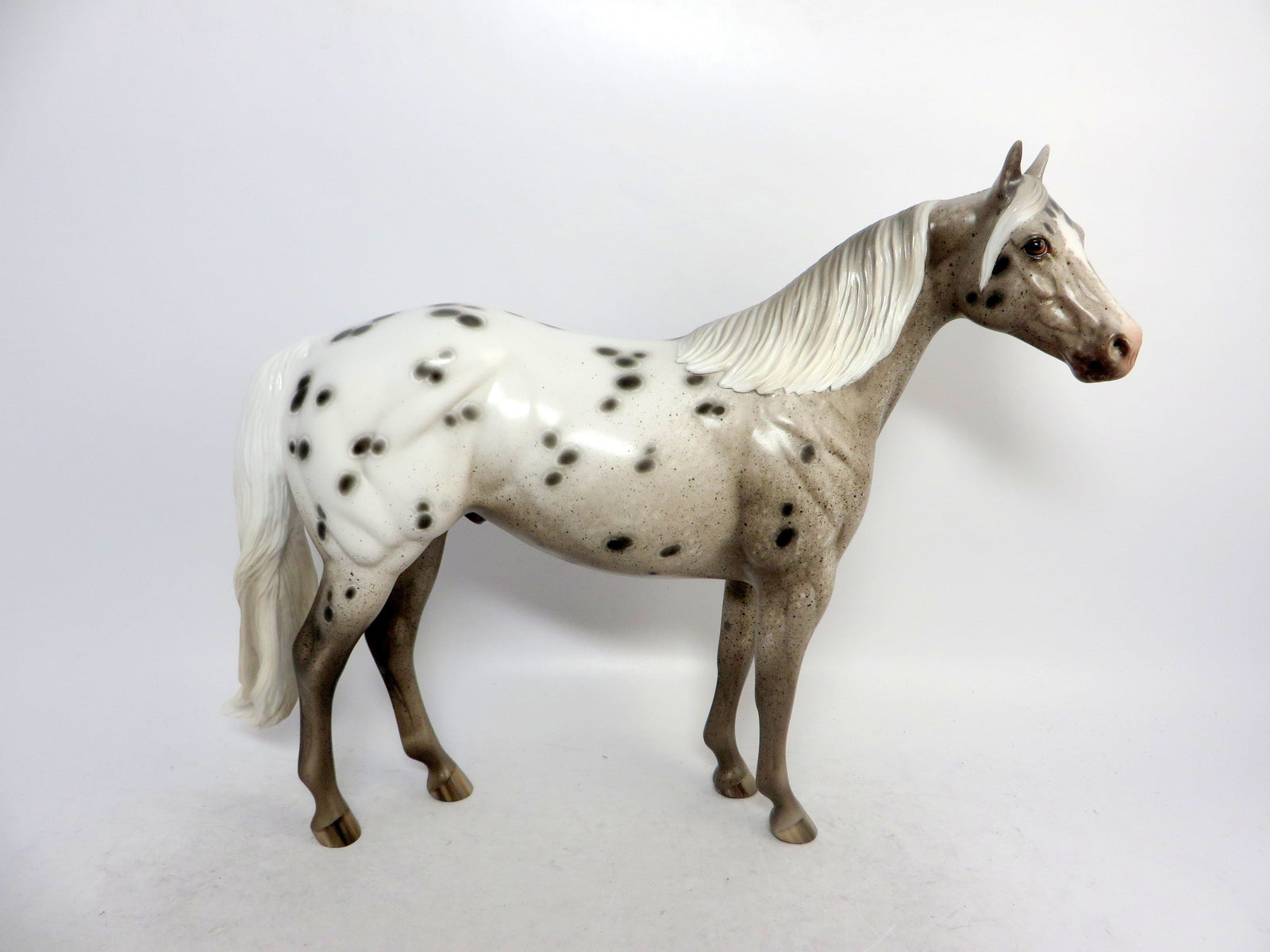 grey appaloosa