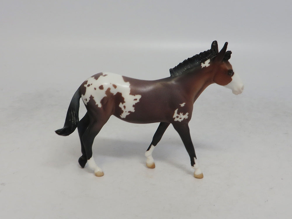 DOTTIE WEST - LE9 BAY APPALOOSA MULE CHIP SHCF2018