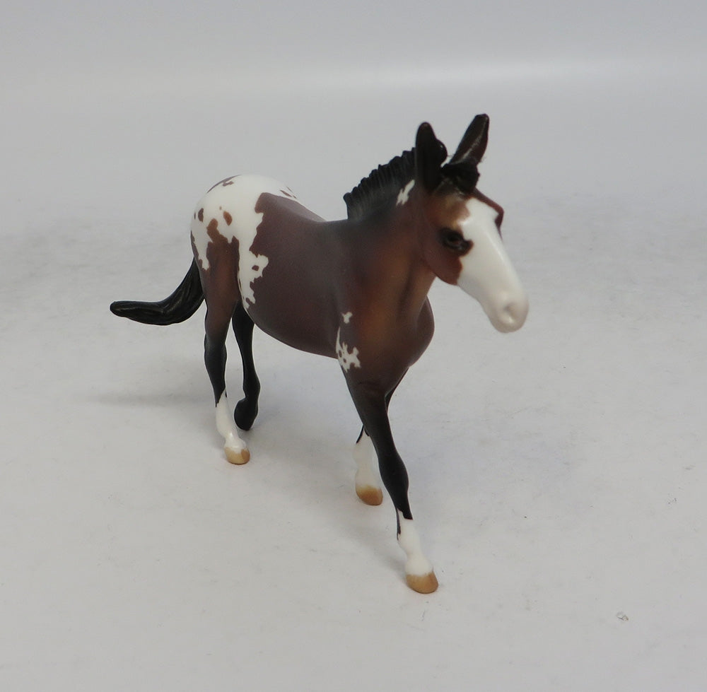 DOTTIE WEST - LE9 BAY APPALOOSA MULE CHIP SHCF2018