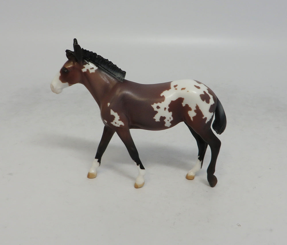 DOTTIE WEST - LE9 BAY APPALOOSA MULE CHIP SHCF2018