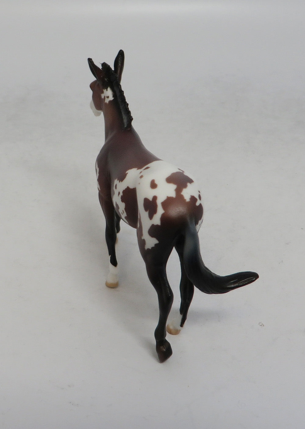 DOTTIE WEST - LE9 BAY APPALOOSA MULE CHIP SHCF2018